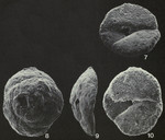 Rotalina fusca Williamson, 1858 Neotype