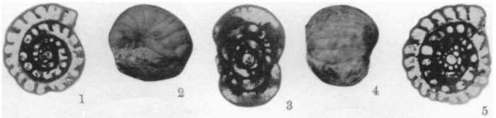 Staffella hollingsworthi Thompson, 1935