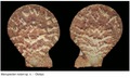 Manupecten nolani T. Cossignani, 2022
