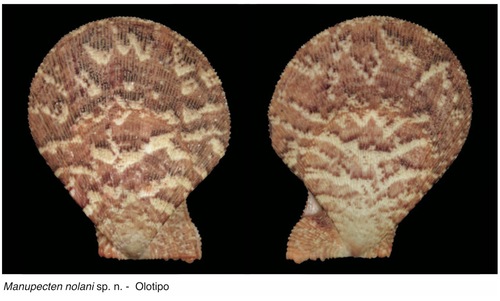 Manupecten nolani T. Cossignani, 2022