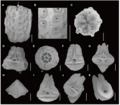 Ossicles of Sarametra varians paratype RSIOCRI0291