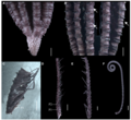 Sarametra subtilis holotype RSIOCRI0108