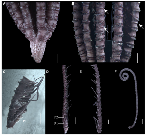 Sarametra subtilis holotype RSIOCRI0108
