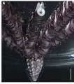 Sarametra subtilis paratype RSIOCRI0253