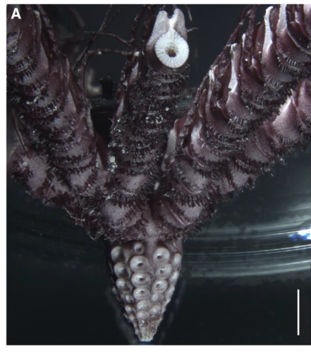 Sarametra subtilis paratype RSIOCRI0253