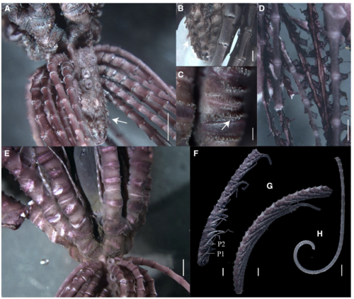 Sarametra acuta holotype, RSIOCRI0272