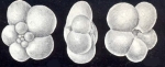 Globigerina tobagoensis McCulloch, 1981