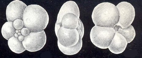 Globigerina tobagoensis McCulloch, 1981