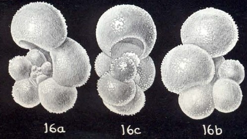 "Globigerinella" subaequilateralis McCulloch, 1981