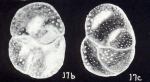 Baggina (?) lavelaensis McCulloch, 1981