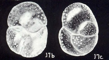 Baggina (?) lavelaensis McCulloch, 1981
