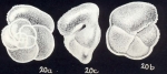 Globorotalia arubiana McCulloch, 1981