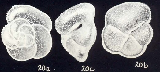 Globorotalia arubiana McCulloch, 1981