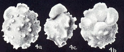 Pararotalia (?) jacobsoni McCulloch, 1981