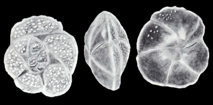 Svratkina (?) trinidadensis McCulloch, 1981