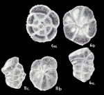 Globorotalia tobagoensis McCulloch, 1981