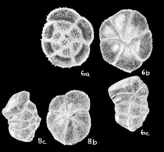 Globorotalia tobagoensis McCulloch, 1981