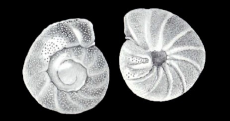 Anomalinoides kurtzi McCulloch, 1981