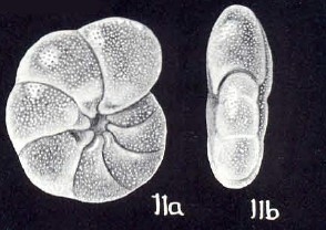 Melonis (?) helenae McCulloch, 1981