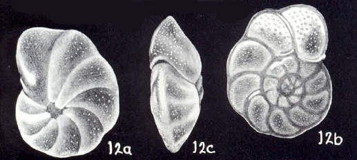 Cibicides galeroensis McCulloch, 1981