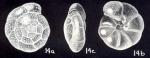 Cibicidoides hyaliniformis McCulloch, 1981