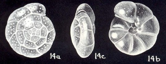 Cibicidoides hyaliniformis McCulloch, 1981