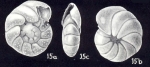 Anomalinoides (?) umbonatiformis McCulloch, 1981