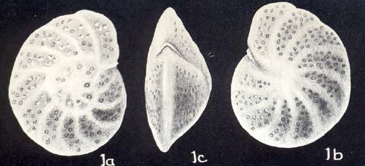 Cibicides (?) arubiana McCulloch, 1981