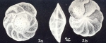 Cibicidoides (?) graciliformis McCulloch, 1981
