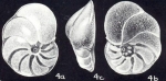 Cibicidina galeroensis McCulloch, 1981