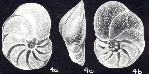Cibicidina galeroensis McCulloch, 1981
