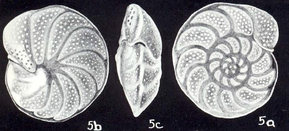 Cibicides lavelaensis McCulloch, 1981