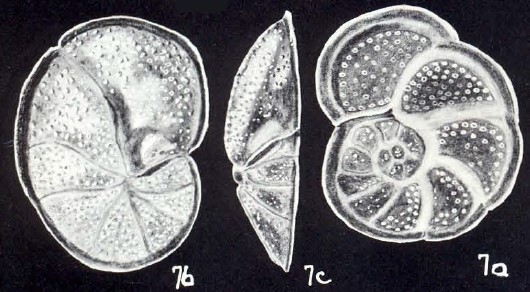 Cibicides carinatiformis McCulloch, 1981