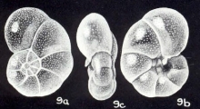 Rosalina (?) clariformis McCulloch, 1981, author: Consorti, Lorenzo
