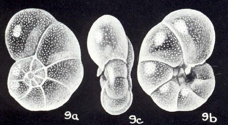 Rosalina (?) clariformis McCulloch, 1981