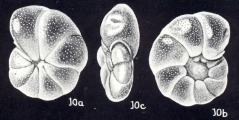 Anomalina (?) galeroensis McCulloch, 1981, author: Consorti, Lorenzo