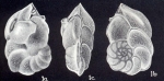 Dyocibicides semievolutus McCulloch, 1981