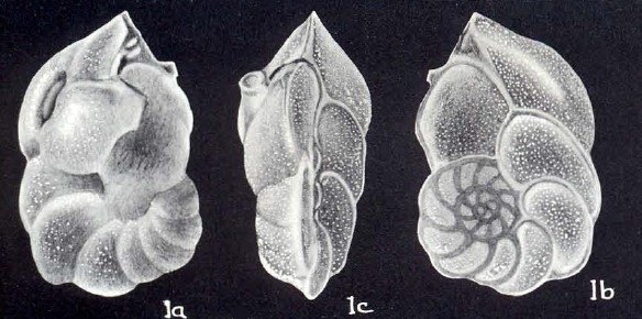 Dyocibicides semievolutus McCulloch, 1981