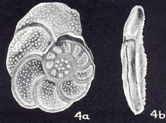 Planulina foveolatiformis McCulloch, 1981