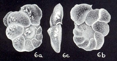 Cibicides (?) hybridiformis McCulloch, 1981