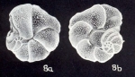 Dyocibicides confusiformis McCulloch, 1981