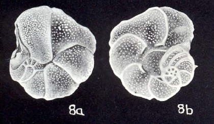 Dyocibicides confusiformis McCulloch, 1981