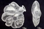 Dyocibicides (?) trinidadensis McCulloch, 1981