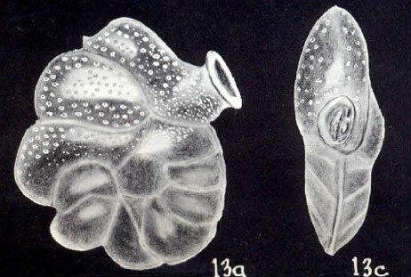 Dyocibicides (?) trinidadensis McCulloch, 1981