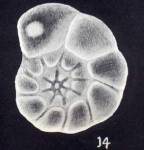 Hyalinea (?) simplissima McCulloch, 1981