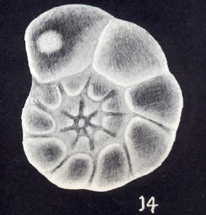 Hyalinea (?) simplissima McCulloch, 1981