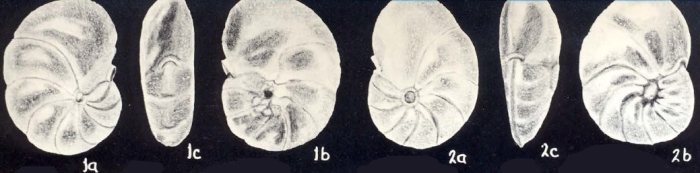 Hanzawaia strattoniformis McCulloch, 1981