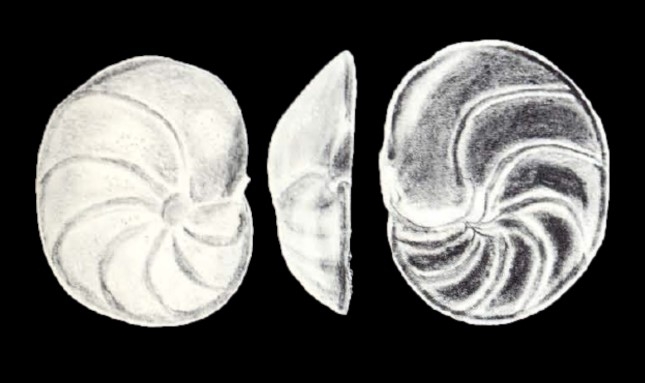 Cibicidina (?) monacoensis McCulloch, 1981