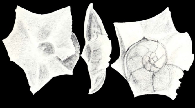 Cibicides asterias McCulloch, 1981