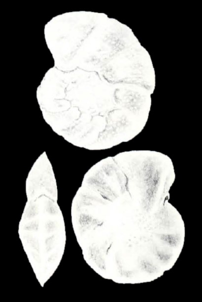Cibicides differens McCulloch, 1981